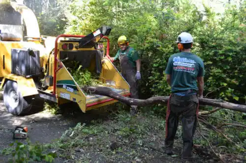 tree services Lemon Grove